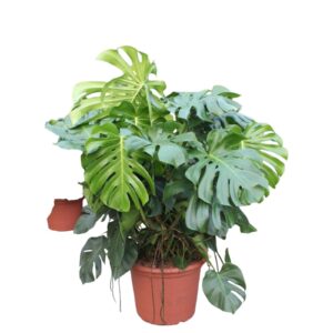 monstera kamerplant XXXL - 130 cm - ø55