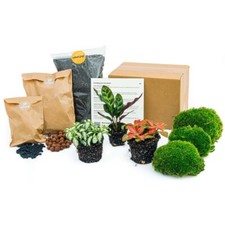 Terrarium Pflanzen Starterset mit Pflanzen und Materialien
